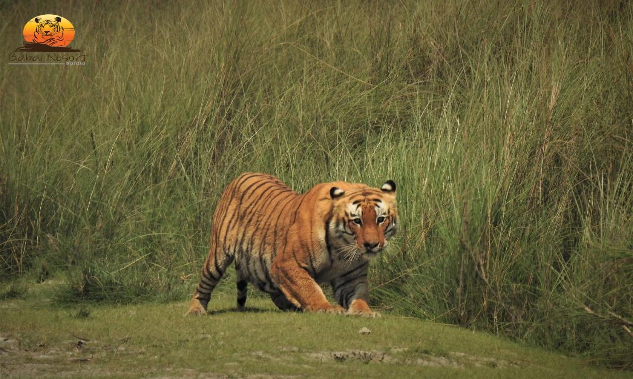 Babai Resort Pvt Ltd Bardiya Esterno foto