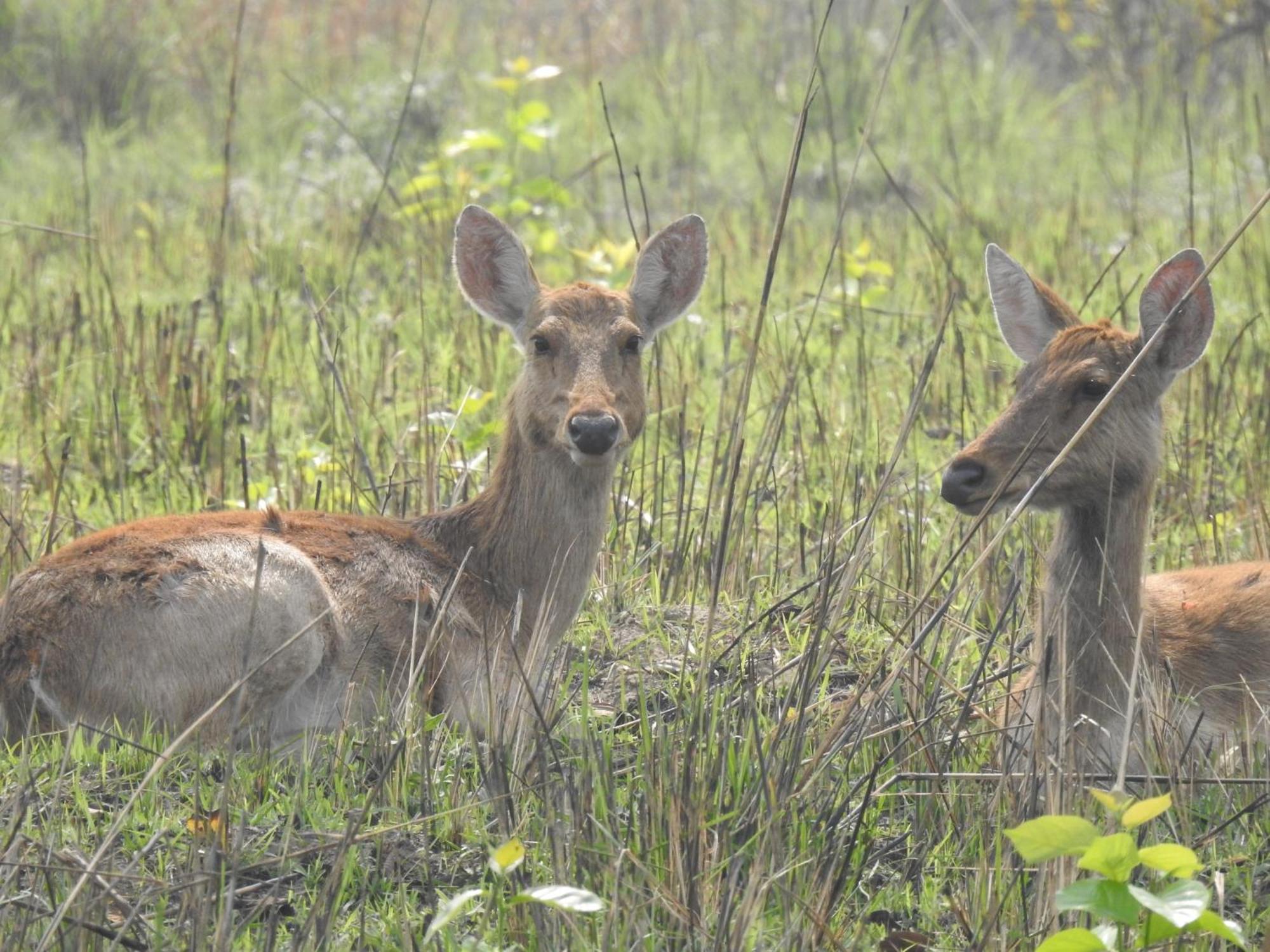 Babai Resort Pvt Ltd Bardiya Esterno foto