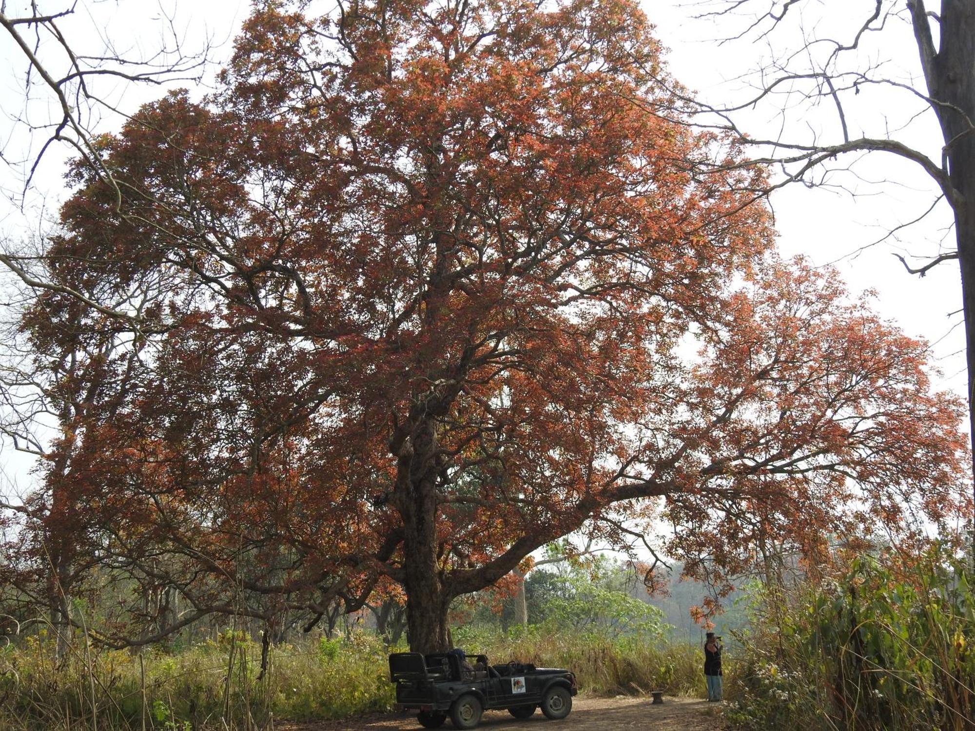 Babai Resort Pvt Ltd Bardiya Esterno foto