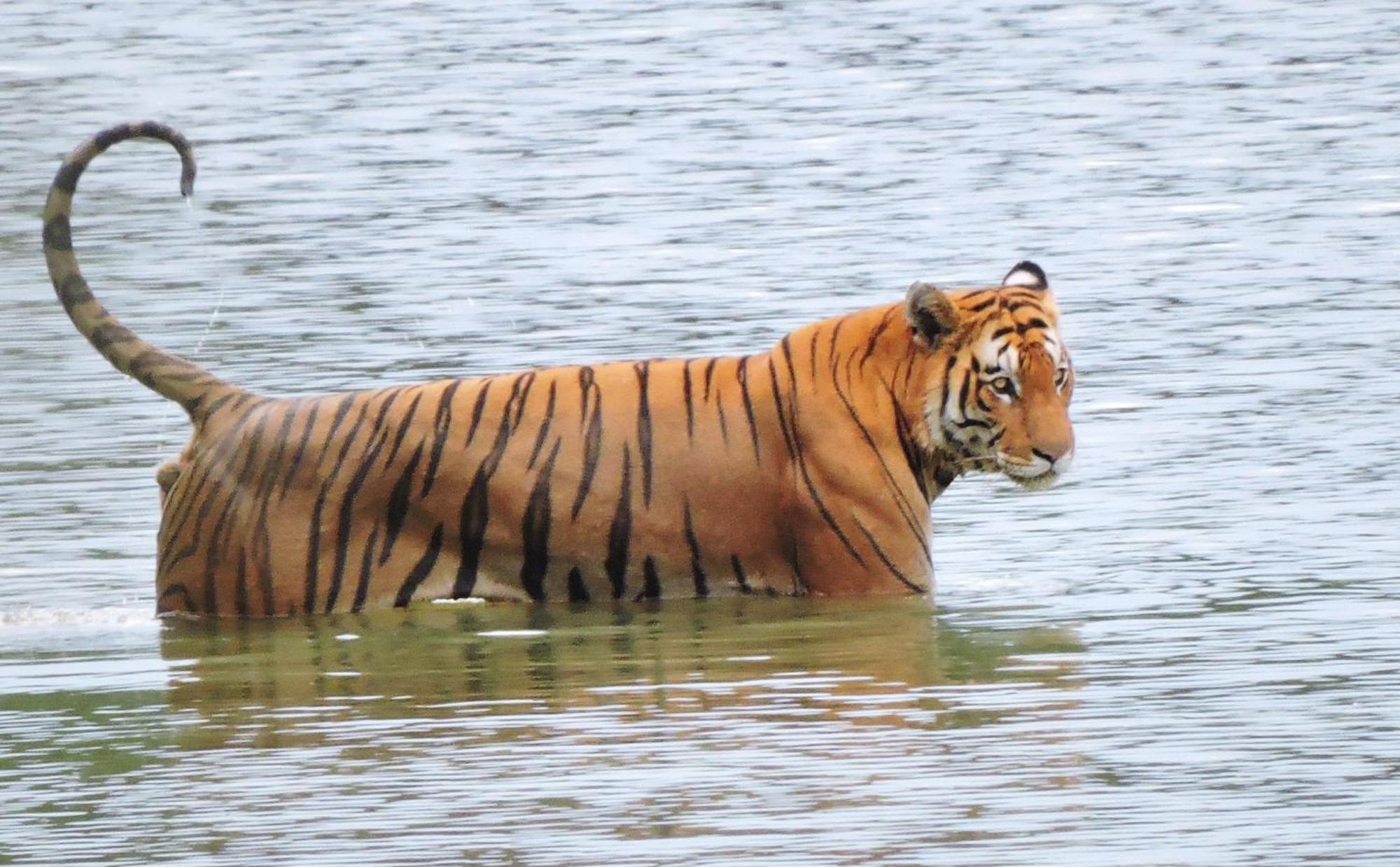 Babai Resort Pvt Ltd Bardiya Esterno foto