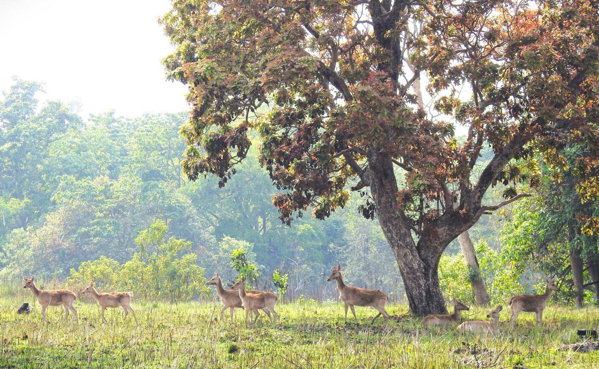 Babai Resort Pvt Ltd Bardiya Esterno foto
